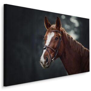 Plátno Kůň Na Pozadí Lesa 40x30 cm