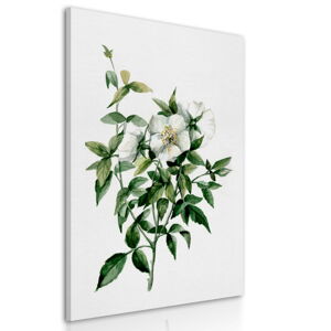 Obraz na plátně WHITE FLOWERS III. různé rozměry Ludesign ludesign obrazy: 100x70 cm