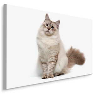 MyBestHome BOX Plátno Sibiřská Kočka Varianta: 30x20